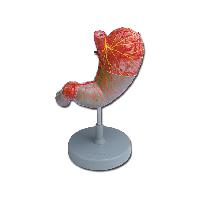 9 STOMACH - 2 parts