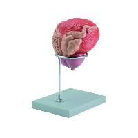 0 MALE URINARY BLADDER WITH PROSTATE