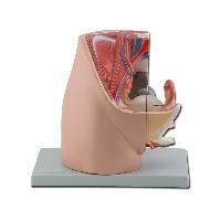 2 PELVIS - female - 3 parts