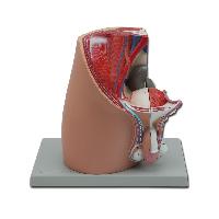 3 PELVIS - male - 4 parts