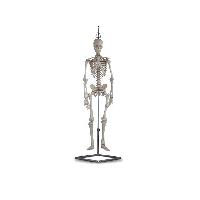 5 MINI SKELETON