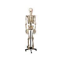 7 HUMAN SKELETON