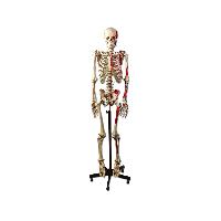 9 HUMAN MUSCULAR SKELETON