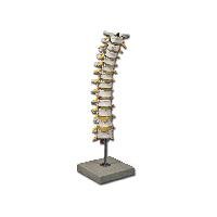 6 THORACIC SPINAL COLUMN