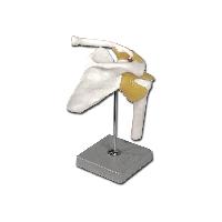 9 SHOULDER JOINT