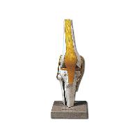 1 KNEE JOINT