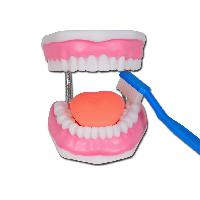 Value ORAL HYGIENE MODEL - 3X