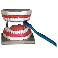 Oral HYGIENE MODEL - 3X