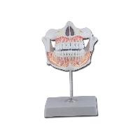 Permanent TEETH with adult upper and lower jaw