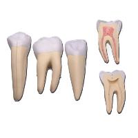 Set 3 TEETH- INCISOR. CANINE. MOLAR - 5 parts - 10X
