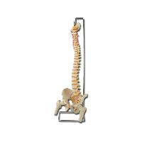 FLEXIBLE VERTEBRAL COLUMN with femur heads