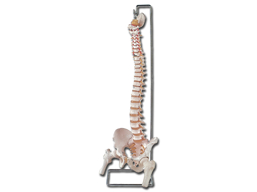 Cilvēka anatomijas modeļi, FLEXIBILĀ VERTEBRĀLĀ KOLUMNA ar augšstilba kaula galvām un atvērtu krustu kaulu