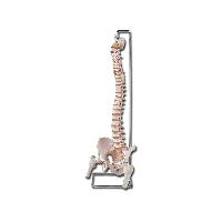 FLEXIBLE VERTEBRAL COLUMN with femur heads and open sacrum