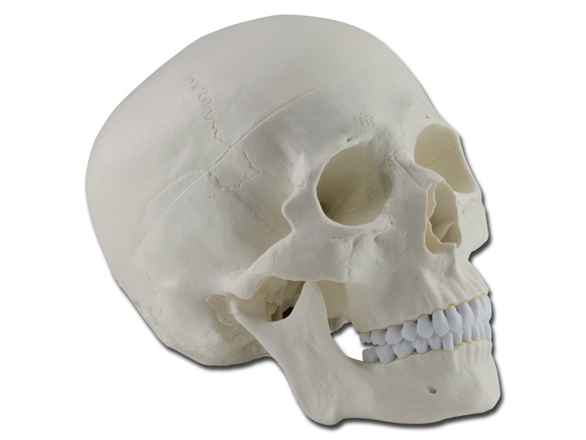 Cilvēka anatomijas modeļi, CILVĒKA GALVASKAUSS - 1X - 3 daļas