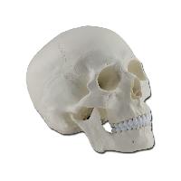 HUMAN SKULL - 1X - 3 parts