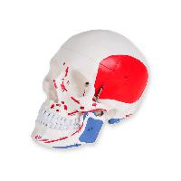 Value human skull - 1x - numerated1