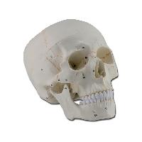 Human skull - 1x - 3 parts - numerated1
