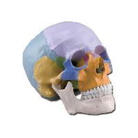 Human skull - 1x - 3 parts - coloured1