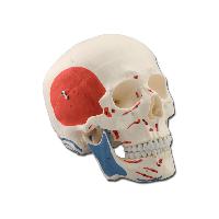 Human skull - 1x - 3 parts - muscular1