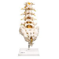 Lumbar Section