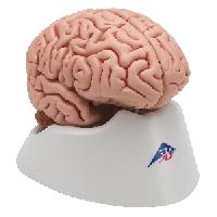 Classic Brain, 5 part