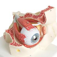 Eye, 3 times full-size, 7 part