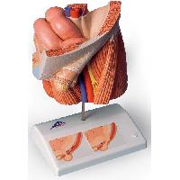 Inguinal Hernia modelis