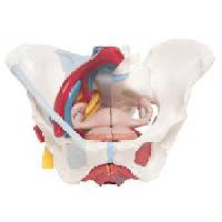 Female Pelvis with Ligaments, Vessels, Nerves, Pelvic Floor, Organs