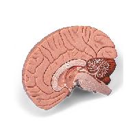 Brain Model, 2 part