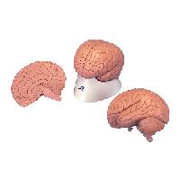 Introductory Brain Model, 2 part