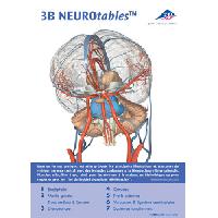 3B NEUROtables™ angļu valodā