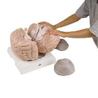 Giant Brain, 2.5 times full-size, 14 part