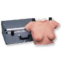 BREAST MODELS