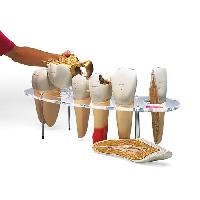 Dental model