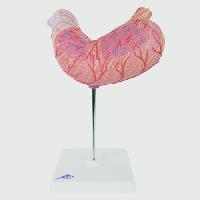 Stomach, 2 part