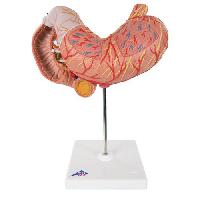 Stomach, 3 part