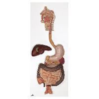 Digestive System, 2 part