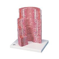 3B MICROanatomy™ Digestive System - 20-times magnified