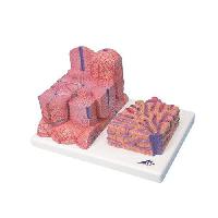3B MICROanatomy™ Liver