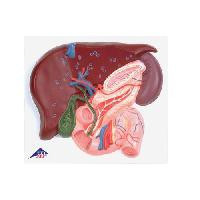 Liver with Gall Bladder, Pancreas and Duodenum
