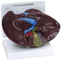 Liver/Gallbladder Model with Gallstones