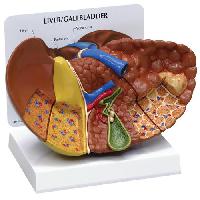 Pancreas Model