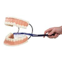 Dental care model