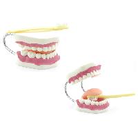Teeth model